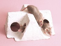 mousemaze.jpg